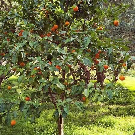 Oleander's Garden Traditional Cretan Hotel de apartamente Ferma